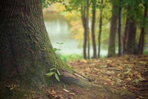Camping Hautoreille. Etape Langres. Haute Marnes. proche autoroute. route du soleil. ouvert en hiver. calme. arboré. caravanes a louées. emplacement dur . nature. randonnées. Restaurant camping Hautoreille. Pays des 4 Lacs. Baignade. Lacs. pêche. activités nautiques fleurs. jardin. Tourisme vert. Hautoreille-camping. Langres-etappe. Haute Marnes. dichtbij autoweg. weg van de zon. geopend in de winter. rust. gehesen. de woonwagens heeft gehuurd. harde plaats. natuur. tochten. Restaurant camping Hautoreille. Land van de 4 Meren. Baden. Meren. Groen toerisme. Hautoreille camp-site. Langres stage. Haute Marnes. close motorway. road of the sun. opened in winter. calm. raised. caravans rented. hard site. nature. excursions. Restaurant Hautoreille camp-site. Country of the 4 Lakes. Bathe. Lakes. Country holidays. Hautoreille-Camping. Langres-Etappe. Haute Marnes. nah Autobahn. Straße der Sonne. offen im Winter. Ruhe. zur Schau getragen. Wohnwagen hat gemietet. harter Ort. Natur. Ausflüge. Restaurant Camping Hautoreille. Land der 4 Seen. Baden. Seen. Grüner Tourismus.
