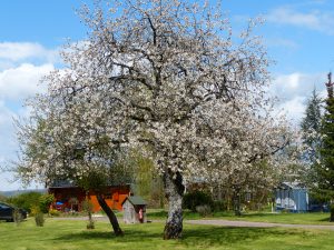 Camping Hautoreille. Etape Langres. Haute Marnes. proche autoroute. route du soleil. ouvert en hiver. calme. arboré. caravanes a louées. emplacement dur . nature. randonnées. Restaurant camping Hautoreille. Pays des 4 Lacs. Baignade. Lacs. pêche. activités nautiques fleurs. jardin. Tourisme vert. Hautoreille-camping. Langres-etappe. Haute Marnes. dichtbij autoweg. weg van de zon. geopend in de winter. rust. gehesen. de woonwagens heeft gehuurd. harde plaats. natuur. tochten. Restaurant camping Hautoreille. Land van de 4 Meren. Baden. Meren. Groen toerisme. Hautoreille camp-site. Langres stage. Haute Marnes. close motorway. road of the sun. opened in winter. calm. raised. caravans rented. hard site. nature. excursions. Restaurant Hautoreille camp-site. Country of the 4 Lakes. Bathe. Lakes. Country holidays. Hautoreille-Camping. Langres-Etappe. Haute Marnes. nah Autobahn. Straße der Sonne. offen im Winter. Ruhe. zur Schau getragen. Wohnwagen hat gemietet. harter Ort. Natur. Ausflüge. Restaurant Camping Hautoreille. Land der 4 Seen. Baden. Seen. Grüner Tourismus.